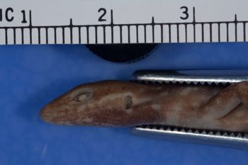 Media type: image;   Herpetology R-27945